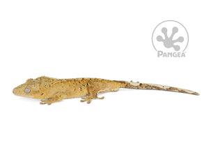 Male Orange Flame Dalmatian Crested Gecko, fired up, facing left, full left side view. 0775