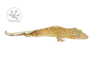 Male Orange Flame Dalmatian Crested Gecko, fired up, facing right, full right side view. 0775