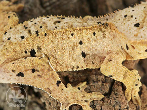 Male Cream Super Dalmatian Crested Gecko, fired up, facing right, close up of the right laterals. 0772