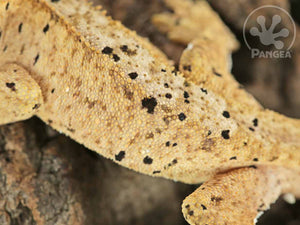 Male Cream Super Dalmatian Crested Gecko, fired up, facing left and upward, close up of the left laterals. 0772