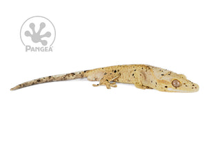 Male Cream Super Dalmatian Crested Gecko, fired up, facing right, full right side view. 0772