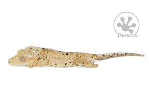 Male Cream Super Dalmatian Crested Gecko, fired up, facing left, full left side view. 0772
