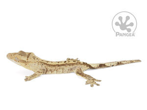 Juvenile Male Cream Partial Pinstripe Crested Gecko, fired up, facing left, full left side view. 0770