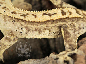 Juvenile Male Cream Partial Pinstripe Crested Gecko, fired up, facing left, close up of the left laterals. 0770