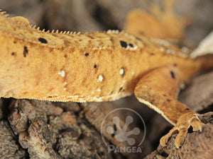 Juvenile Male Flame Dalmatian Crested Gecko, fired up, facing left, close up of the left laterals. 0779
