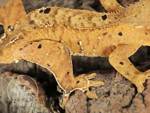 Juvenile Male Flame Dalmatian Crested Gecko, fired up, facing right, close up of the right laterals. 0779