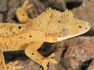 Juvenile Male Flame Dalmatian Crested Gecko, fired up, facing right, close up of the right side of the face, part of the dorsal and right laterals in view. 0779