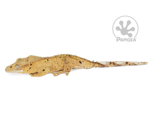 Juvenile Male Flame Dalmatian Crested Gecko, fired up, facing left, full left side view. 0779