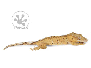 Juvenile Male Flame Dalmatian Crested Gecko, fired up, facing right, full right side view. 0779