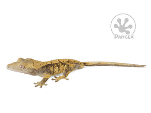 Juvenile Male XXX Crested Gecko, fired up, facing left, full left side view. 0780
