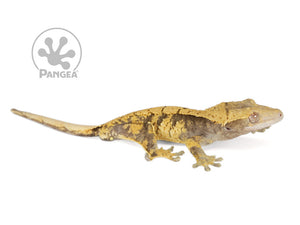Juvenile Male XXX Crested Gecko, fired up, facing right, full right side view. 0780