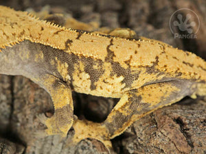 Juvenile Male XXX Crested Gecko, fired up, facing left, close up of the left laterals. 0780