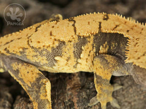 Juvenile Male XXX Crested Gecko, fired up, facing right, close up of the right laterals. 0780