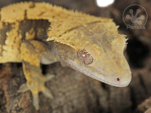 Juvenile Male XXX Crested Gecko, fired up, facing front and right, close up of the right side of the face. 0780