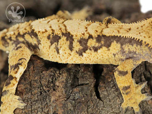 Juvenile Male XXX Crested Gecko, fired up, facing right, close up of the right laterals. 0771