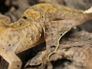 Juvenile Male Tiger Dalmatian Crested Gecko, fired up, facing left, close up of the left laterals. 0774