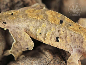 Juvenile Male Tiger Dalmatian Crested Gecko, fired up, facing right, close up of the right laterals. 0774