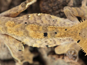 Juvenile Male Tiger Dalmatian Crested Gecko, fired up, facing right, close up of the dorsal. 0774