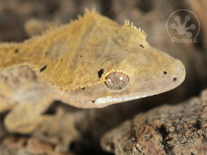 Juvenile Male Tiger Dalmatian Crested Gecko, fired up, facing right, close up of the right side of the face. 0774