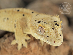 Juvenile Male Dalmatian Crested Gecko, fired up, facing front and slight right, close up of the right side of the face, partial view of the dorsal and right laterals. 0778