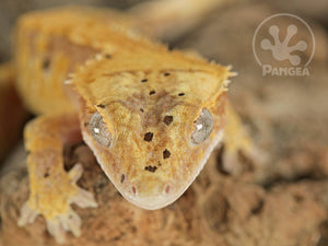 Juvenile Male Extreme Dalmatian Crested Gecko, fired up, facing front, close up of the face. 0777