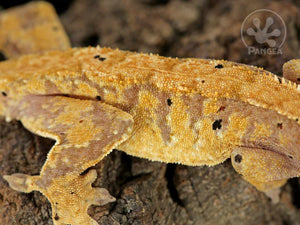 Juvenile Male Extreme Dalmatian Crested Gecko, fired up, facing right, close up of the left laterals. 0777