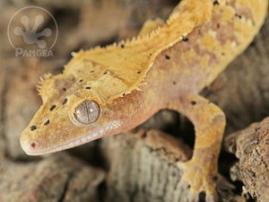 Juvenile Male Extreme Dalmatian Crested Gecko, fired up, facing left, close up of the left side of the face, partial view of the left laterals. 0777