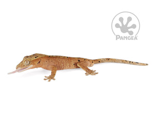 Juvenile Male Red Flame Super Dalmatian Crested Gecko, fired up, facing left, tongue out, full right side view. 0781