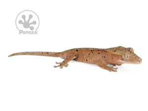 Juvenile Male Red Flame Super Dalmatian Crested Gecko, fired up, facing right, full right side view. 0781
