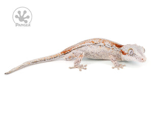 Female Red Striped Gargoyle Gecko Ga-0114