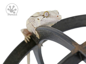 Male Yellow Striped Gargoyle Gecko Ga-0112