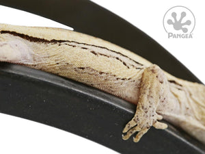 Male Yellow Striped Gargoyle Gecko Ga-0112