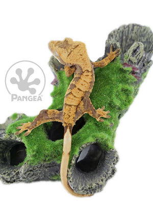 Juvenile Male Yellow Extreme Crested Gecko Cr-0603