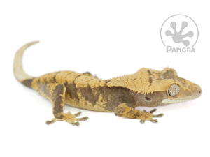 Juvenile Male Yellow Extreme Crested Gecko Cr-0603
