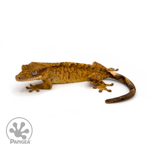 Female Super Brindle Crested Gecko Cr-1155 looking left 