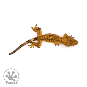 Female Super Brindle Crested Gecko Cr-1155 from above