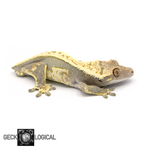Male Frostmonger x Frost Line Crested Gecko GL-216 looking right 