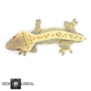 Male Frostmonger x Frost Line Crested Gecko GL-216 From above 