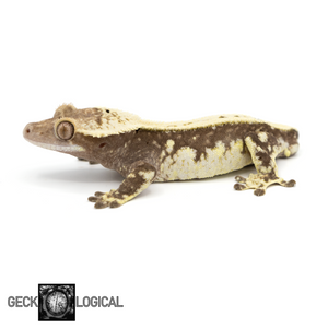 Male Frostmonger x Frost line Crested Gecko GL-127 looking left