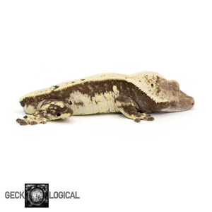 Male Frostmonger x Frost line Crested Gecko GL-127 looking right