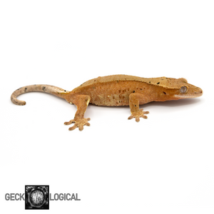 Icy-Hot Female Crested Gecko GL-12 looking left 
