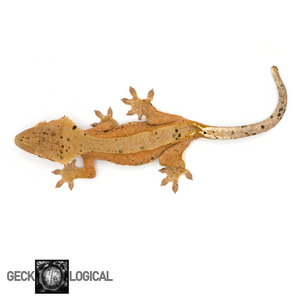 Icy-Hot Female Crested Gecko GL-12  from above 