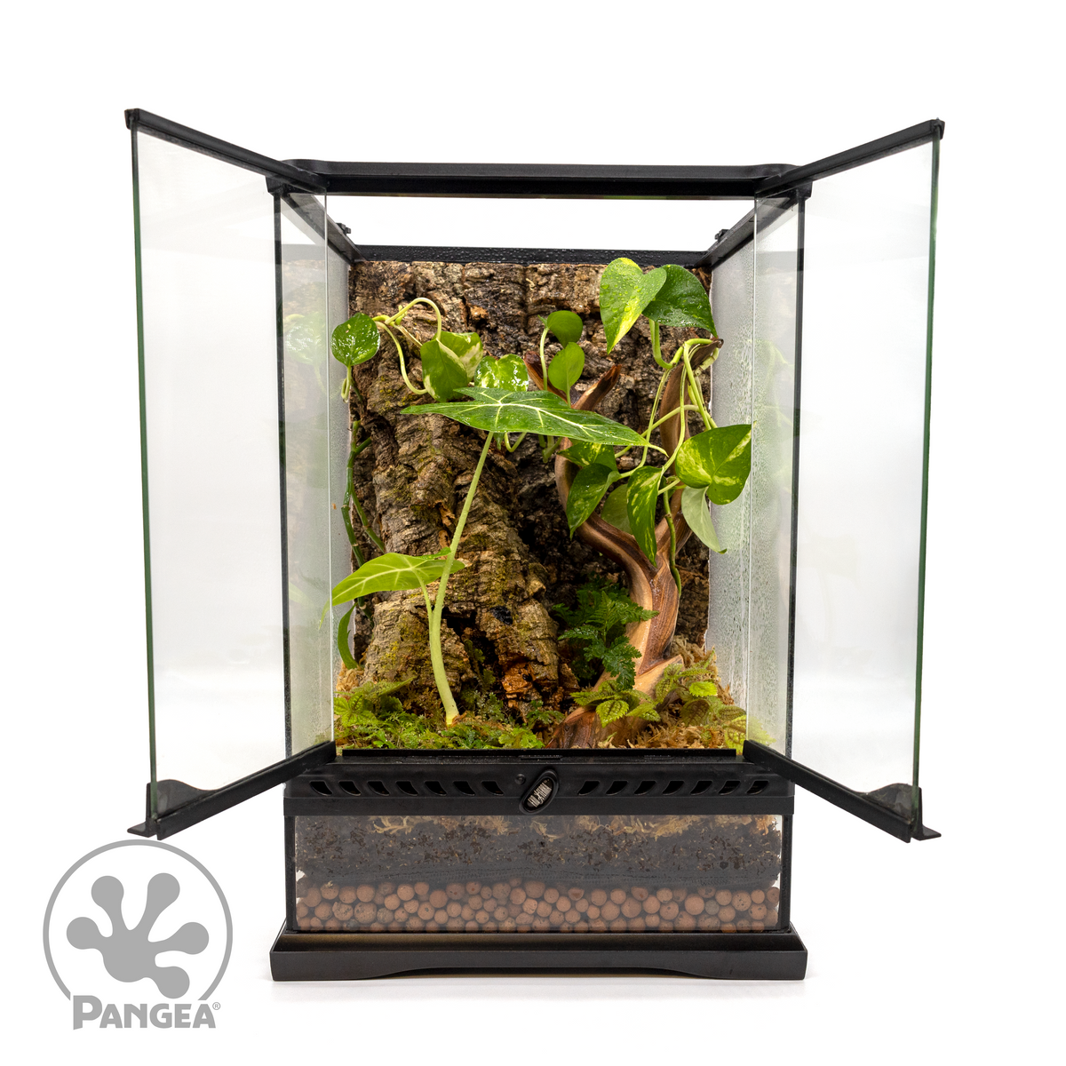 Pangea Cork Background in an enclosure with bioactive plants.