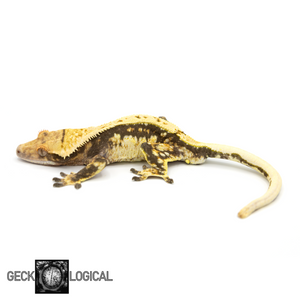 Male Cold Fusion Crested Gecko GL-136 looking left 
