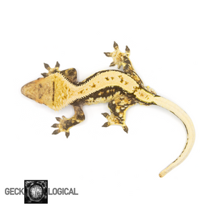 Male Cold Fusion Crested Gecko GL-136 from above 