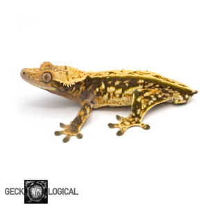 Male Cold Fusion Crested Gecko GL-159 looking left 