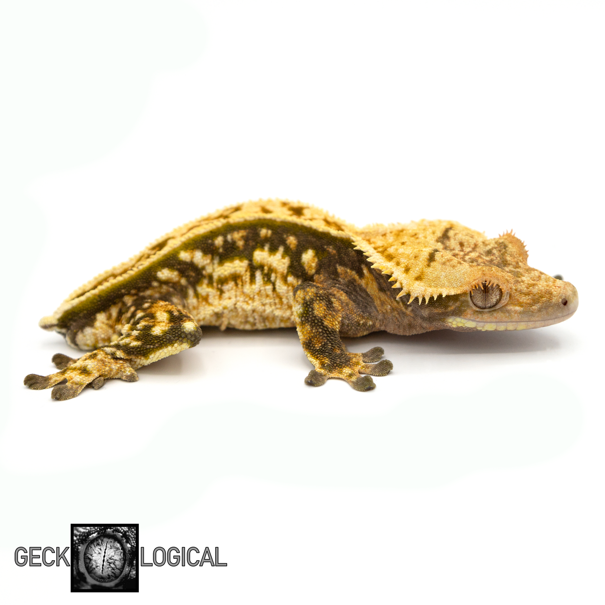 Male Cold Fusion Crested Gecko GL-159 looking right 