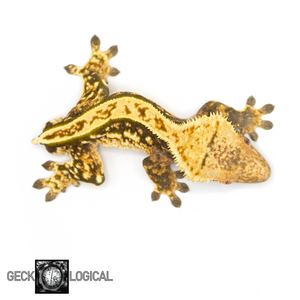 Male Cold Fusion Crested Gecko GL-159 from above 