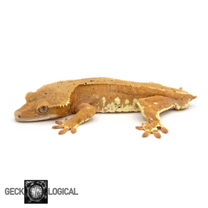 Male Cold Fusion Hypo Red Crested Gecko GL-164 looking left