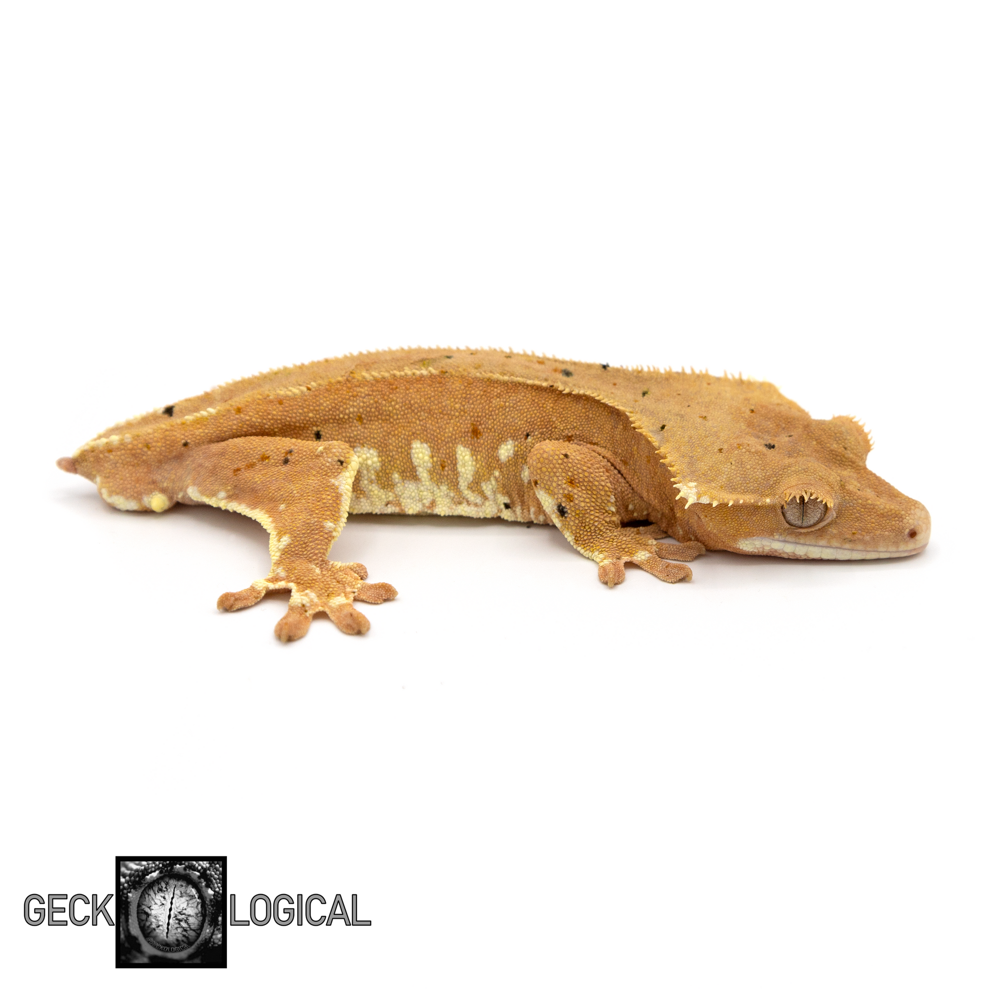 Male Cold Fusion Hypo Red Crested Gecko GL-164 looking righ t